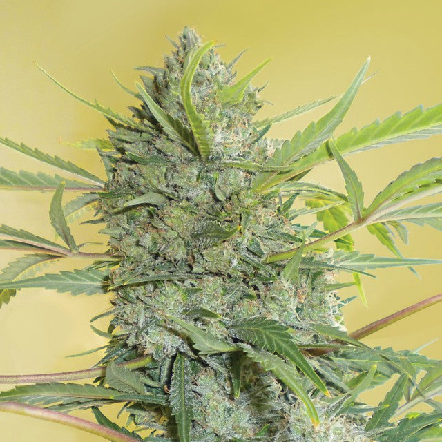 Serious Happiness Regular Cannabis Seeds By Serious Seeds