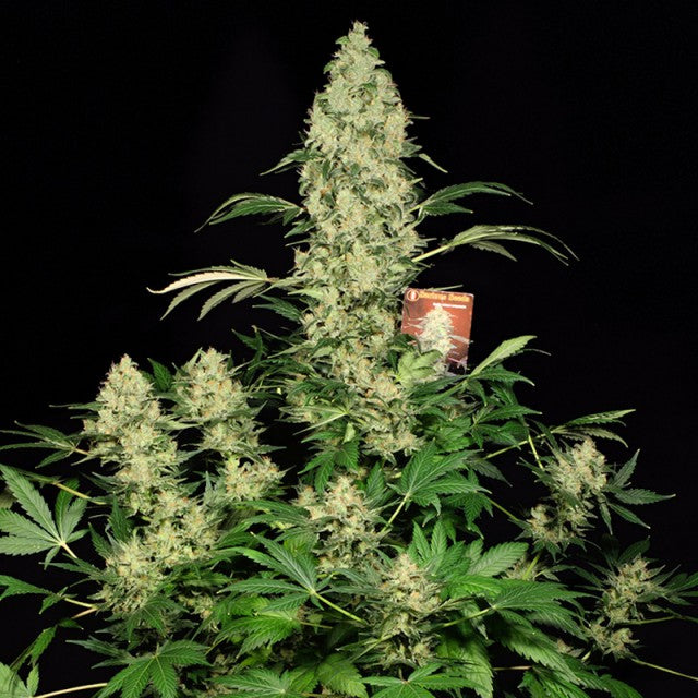 Ak 47 Female Cannabis Seeds By Serious Seeds