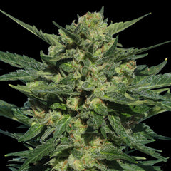 White Russian Auto Flowering Cannabis Seeds By Serious Seeds