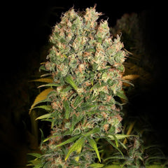 Cbd Enriched Warlock Female Cannabis Seeds By Serious Seeds