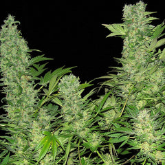 Double Dutch Regular Cannabis Seeds By Serious Seeds