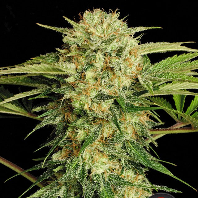 Motavation Regular Cannabis Seeds By Serious Seeds