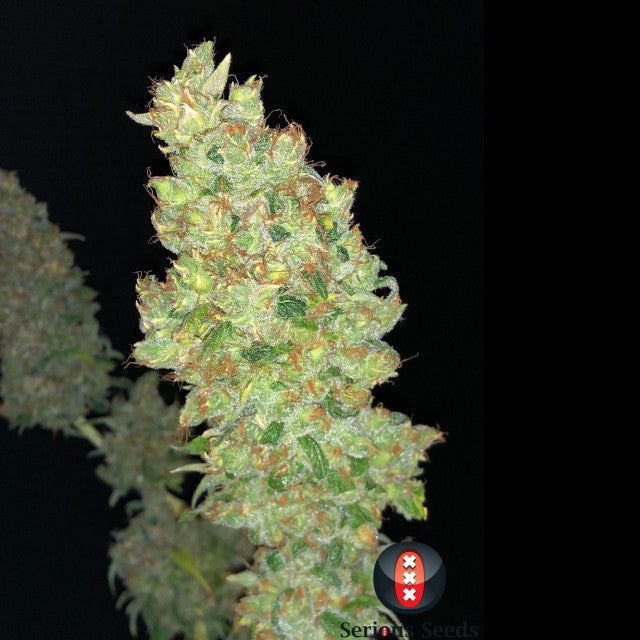 Strawberry Ak Female Cannabis Seeds By Serious Seeds