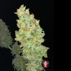 Strawberry Ak Female Cannabis Seeds By Serious Seeds