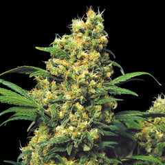 Warlock Regular Cannabis Seeds By Serious Seeds