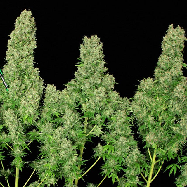 White Russian Female Cannabis Seeds Serious Seeds