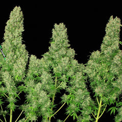 White Russian Regular Cannabis Seeds By Serious Seeds