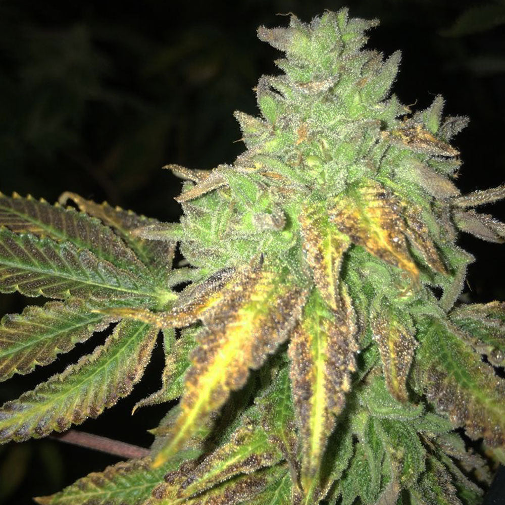 Shiloh Z Female Cannabis Seeds By Massive Creations X T H Seeds