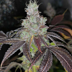 Sour Kuntz Female Cannabis Seeds By Pheno Finders Seeds