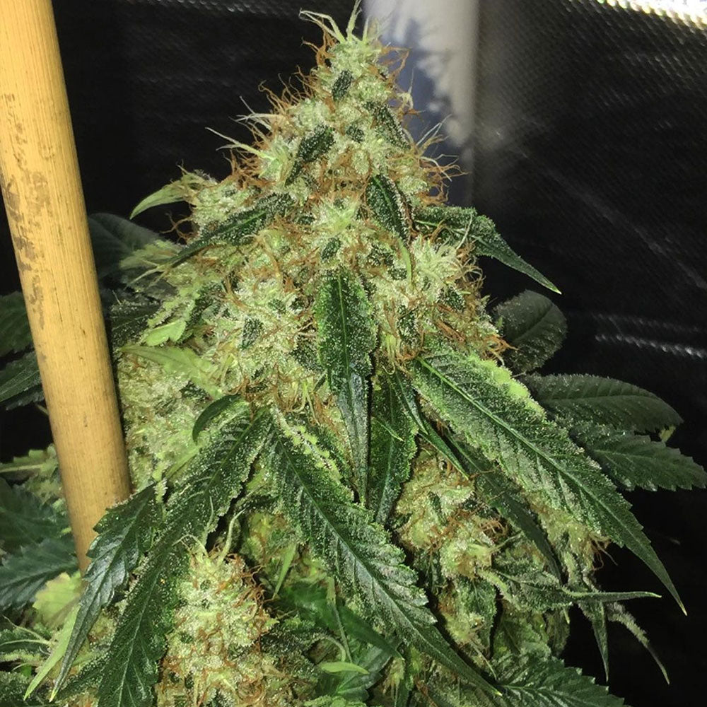 Sour Marmalade Regular Cannabis Seeds By Lady Sativa Genetics