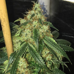 Sour Marmalade Regular Cannabis Seeds By Lady Sativa Genetics