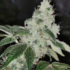 Sowah Sherbert Female Cannabis Seeds By Pheno Finder Seeds