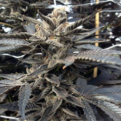 Star Killer Og Female Cannabis Seeds By Rare Dankness