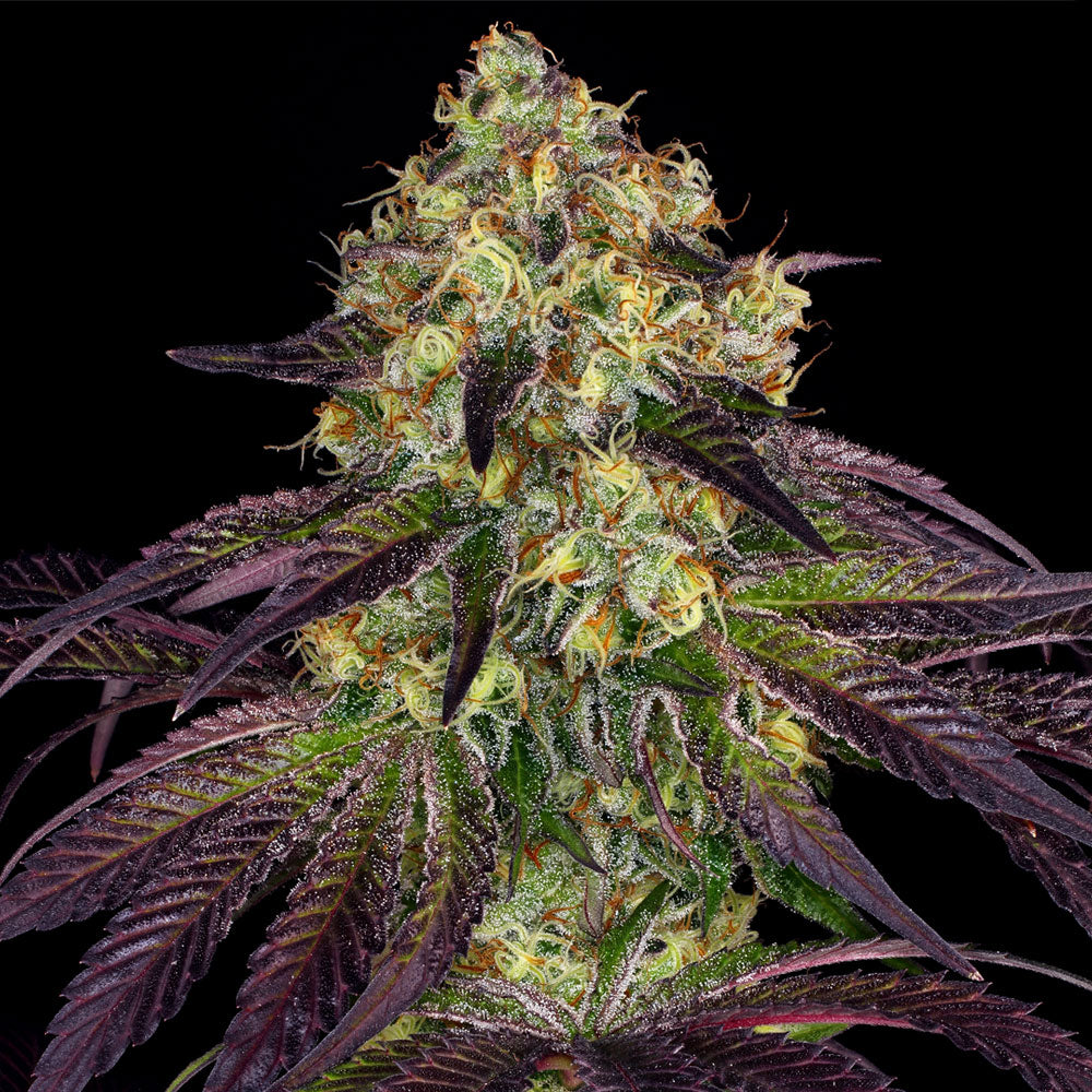 Stracciatella Female Cannabis Seeds By T H Seeds A K A Do Si Dos X Sbc