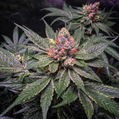 Strawberry Glue Female Cannabis Seeds By T H Seeds