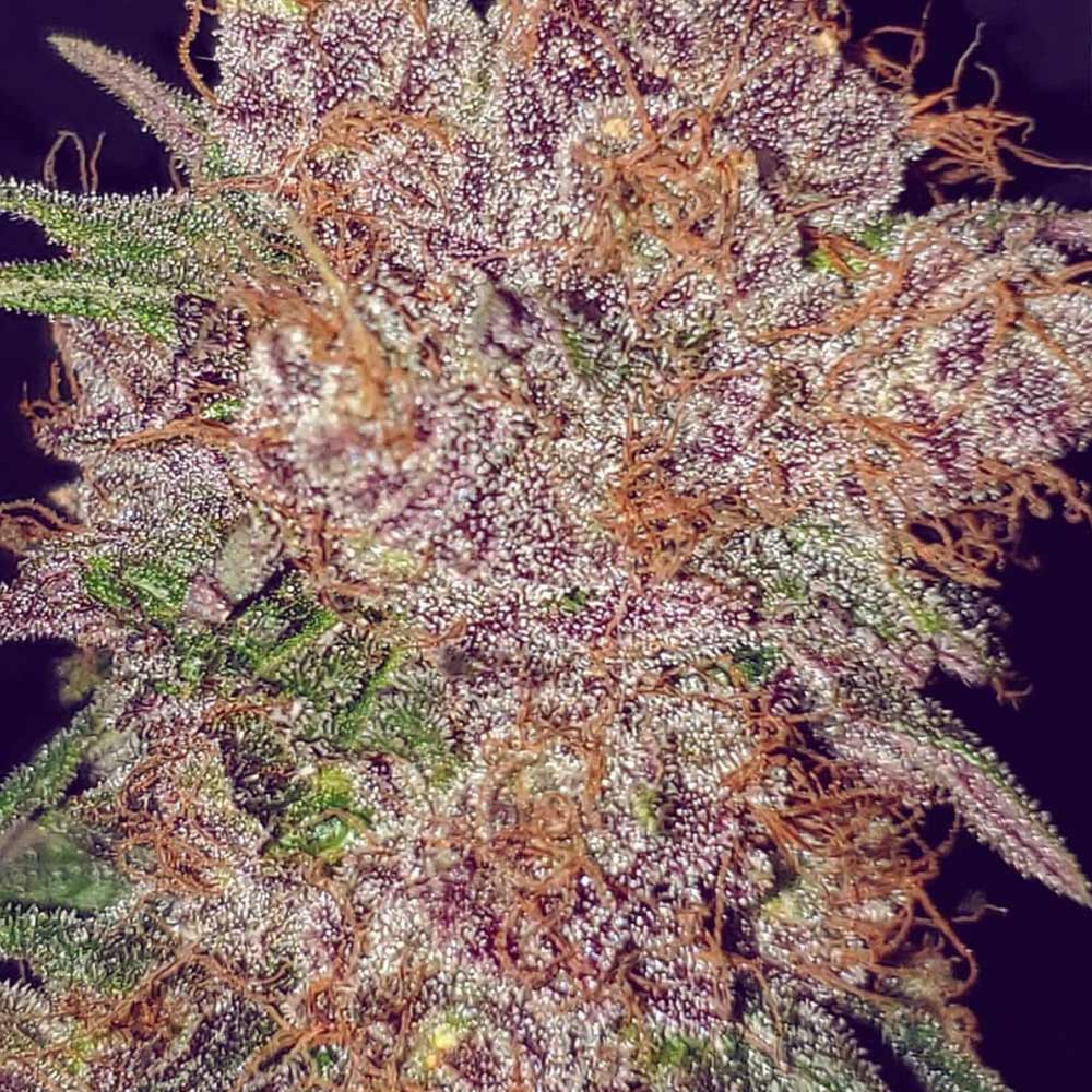 Strawberry Ice Feminized Cannabis Seeds By The Cali Connection