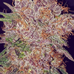 Strawberry Ice Feminized Cannabis Seeds By The Cali Connection