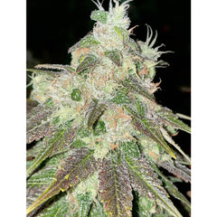 Strawberry Jacuzzi Feminized Cannabis Seeds By Rare Dankness