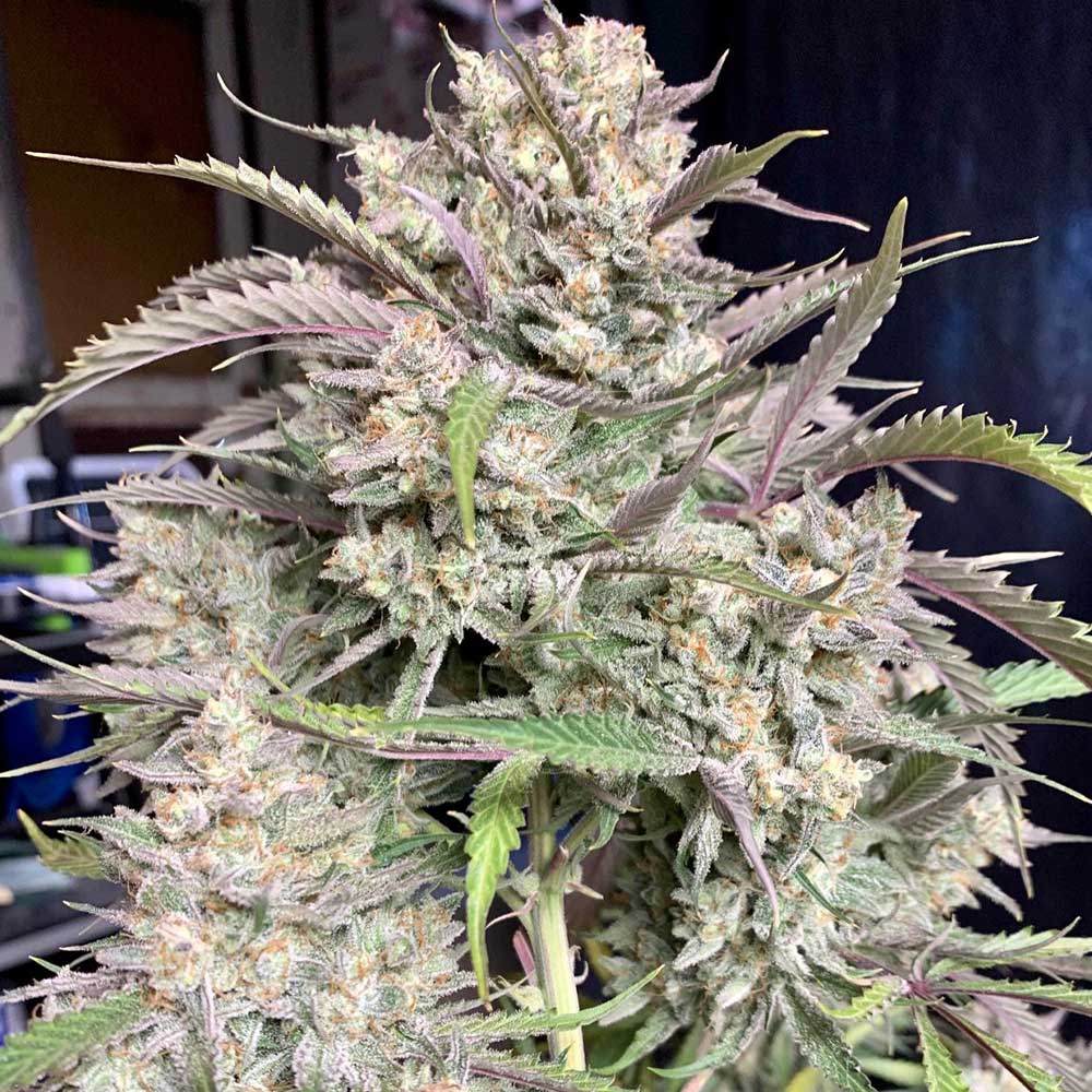 Strawnana Auto Cannabis Seeds By Crockett Family Farms