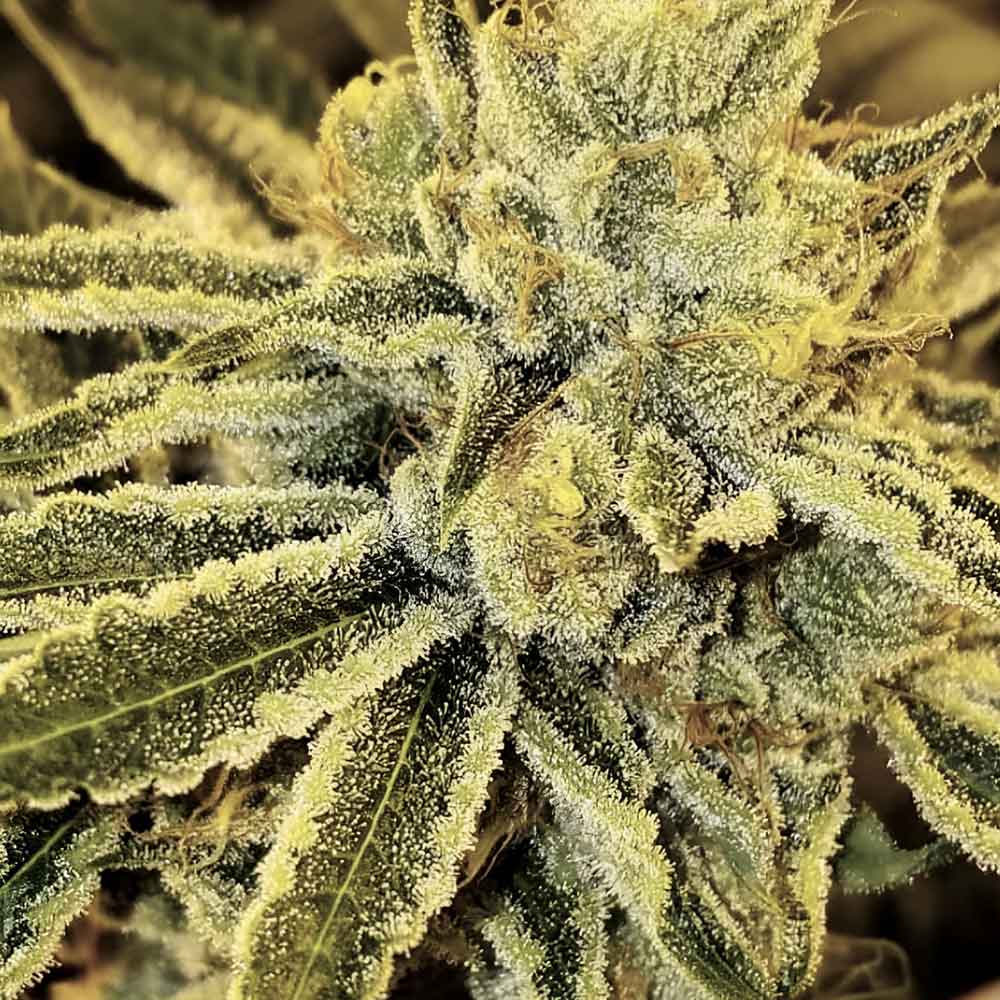 Strawnana Juice Regular Cannabis Seeds By Crockett Family Farms