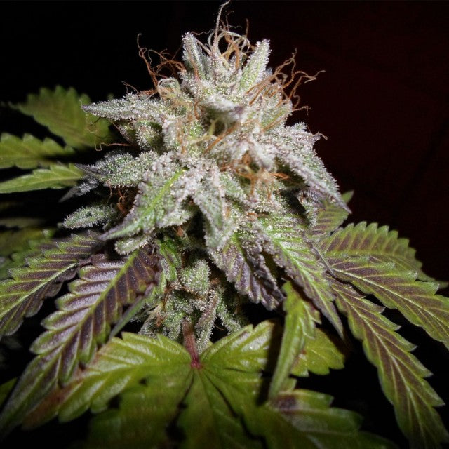 Sherbet S1 Female Cannabis Seeds By Phenofinder Seeds