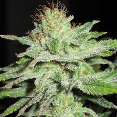 Super Silver Mandarin Female Weed Seeds By Ultra Genetics