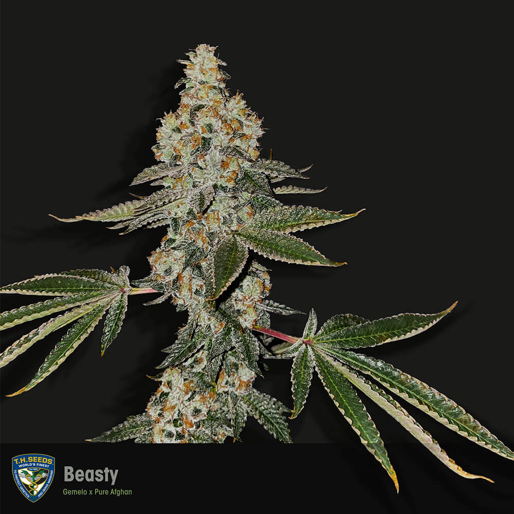 Beasty Feminized Cannabis Seeds By T H Seeds 2 Seed Per Pack