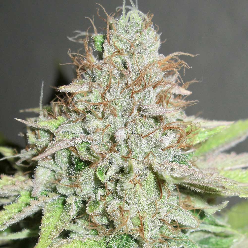 Terpatron 3000 Regular Weed Seeds By Ultra Genetics