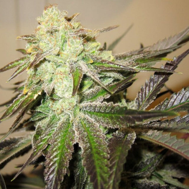 818 Headband Aka Sour Og Female Cannabis Seeds By The Cali Connection