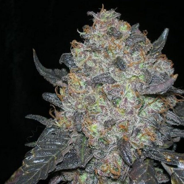 Blackwater Female Cannabis Seeds The Cali Connection
