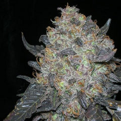 Blackwater Female Cannabis Seeds The Cali Connection