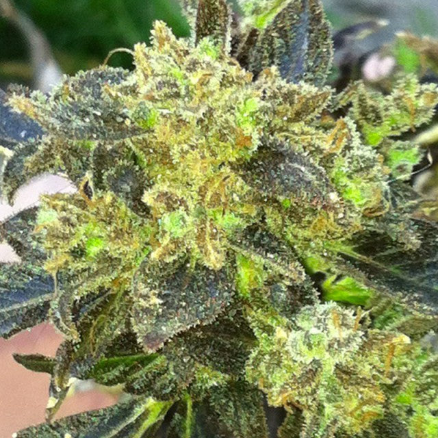 Boss Hogg Female Cannabis Seeds By Cali Connection