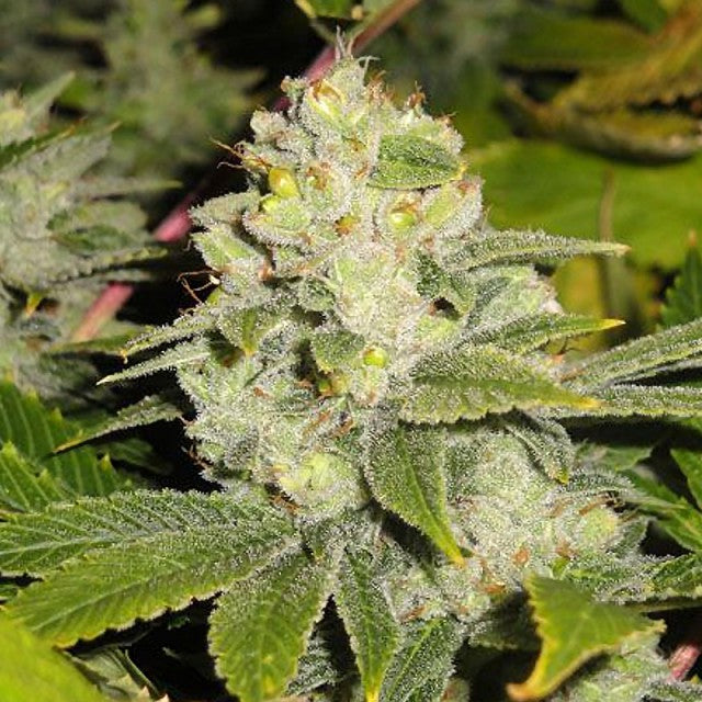 Deadhead Og Female Cannabis Seeds By The Cali Connection