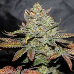 Girl Scout Cookies Female Cannabis Seeds By The Cali Connection