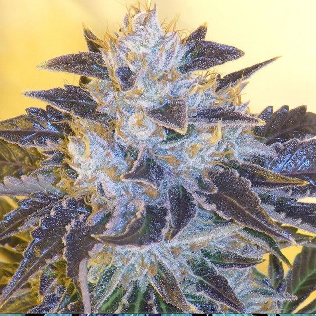 Grape Og Female Cannabis Seeds By The Cali Connection