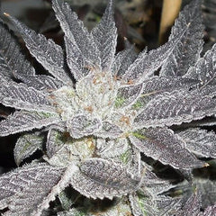 La Affie Female Cannabis Seeds By The Cali Connection