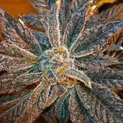 La Cookies Female Cannabis Seeds By Cali Connection