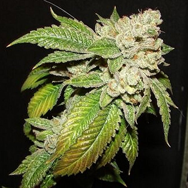 Larry Og Kush Female Cannabis Seeds By The Cali Connection