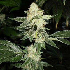 Louis Xiii Og Female Cannabis Seeds By The Cali Connection