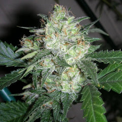 Ogiesel Female Cannabis Seeds By The Cali Connection