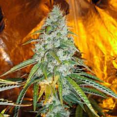 Original Sour Diesel Female Cannabis Seeds By The Cali Connection