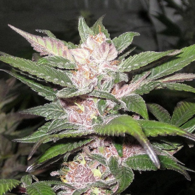 Purple Chem Female Cannabis Seeds By The Cali Connection