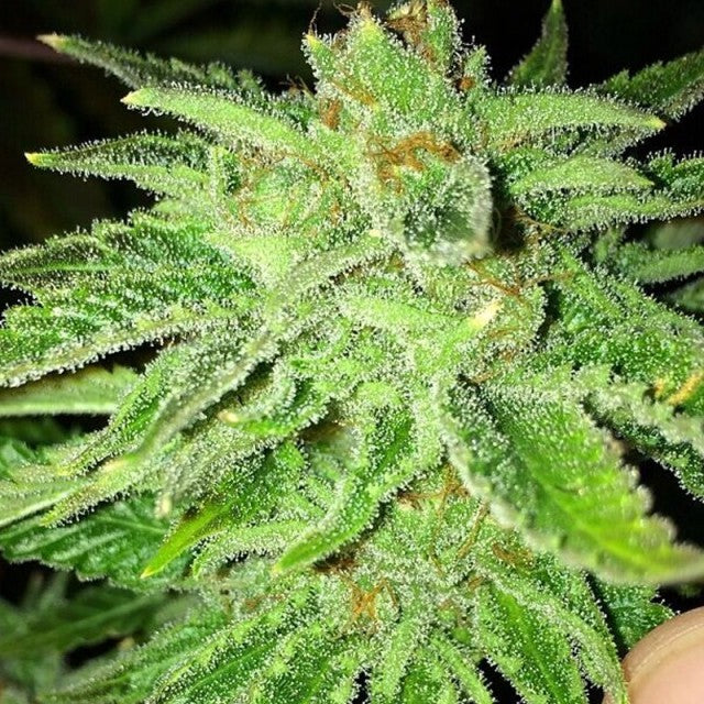 Strawberry Og Female Cannabis Seeds By Cali Connection