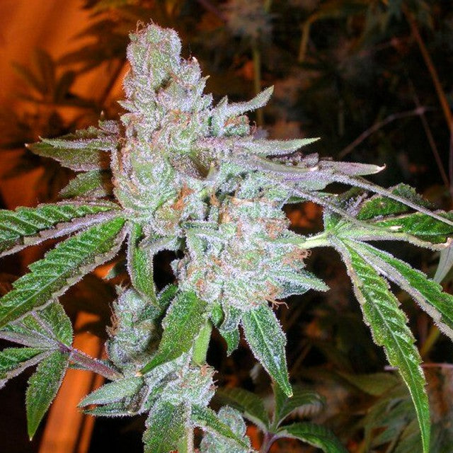 Tahoe Og Kush Marijuana Female Seeds