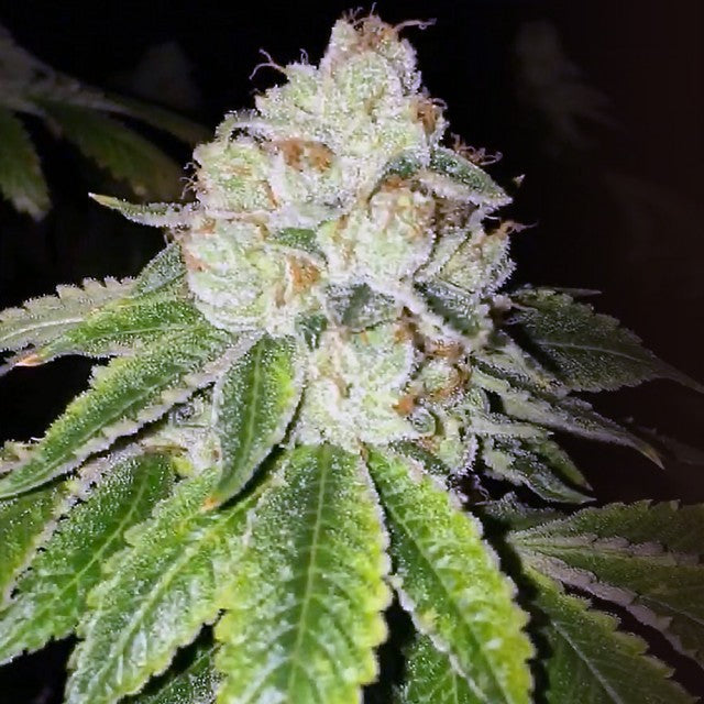 Lemon Tart Female Cannabis Seeds By The Cali Connection