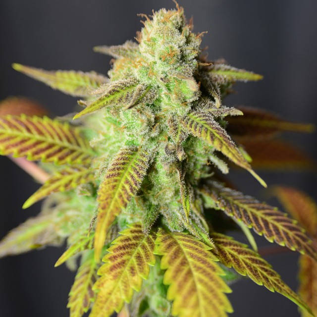 Barbarella Female Cannabis Seeds By The House Of The Great Gardener