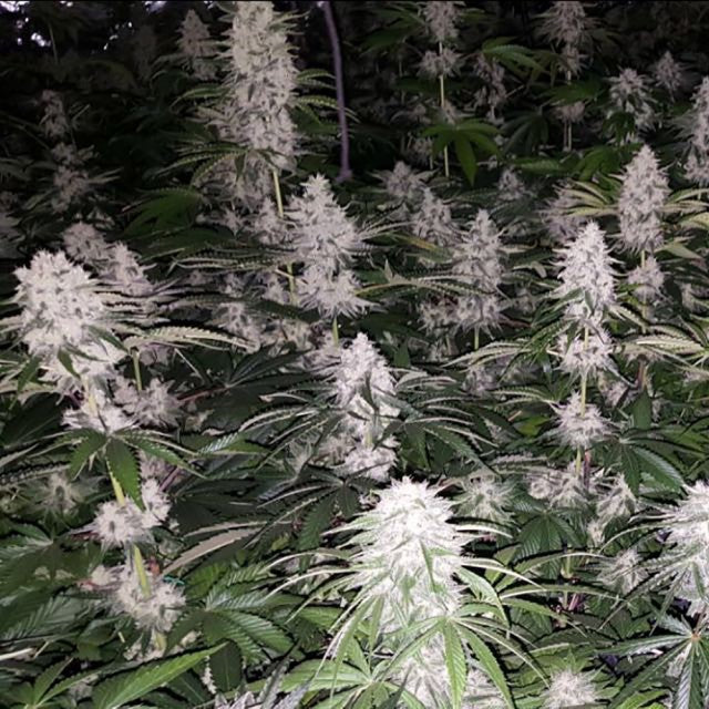 Spumoni Female Cannabis Seeds By The Plug Seedbank Alien Labs