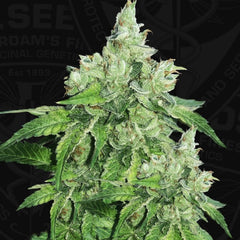 Citron Givre Birthday Cake Selected Female Cannabis Seeds By T H Seeds