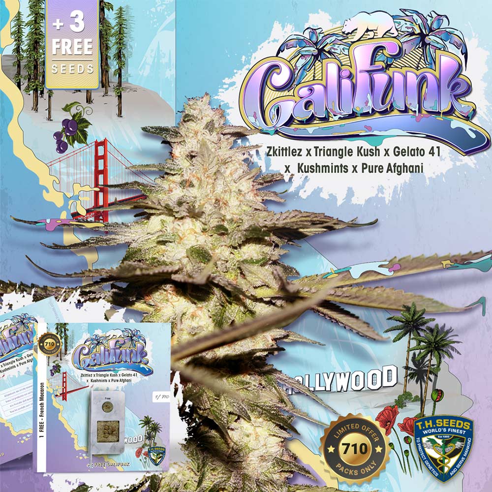 Califunk Female Cannabis Seeds By T H Seeds