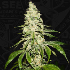 Mont Blanc Female Cannabis Seed By T H Seeds